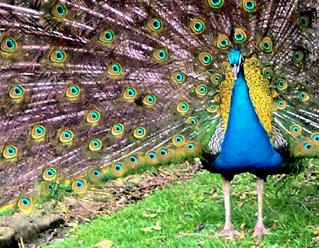 Peacock