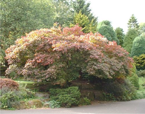 Trees in the Park - September